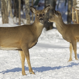 White-tailed deer in Bas-Saint-Laurent